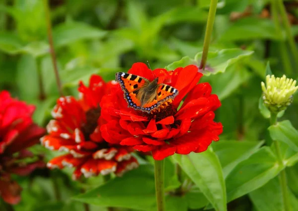 Borboleta em uma flor — Fotografia de Stock