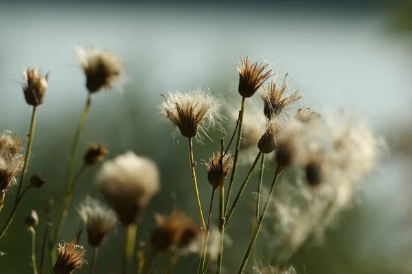 Summer meadow — Stock Photo, Image