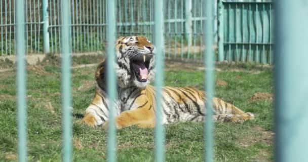 Suffering Tiger in Captivity — Stock Video