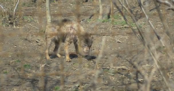 Verletztes Wolfsbaby in Gefangenschaft — Stockvideo