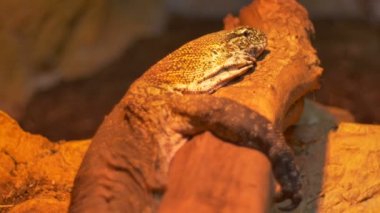 sürüngen Komodo Ejderi