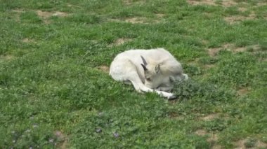 KOB antilop tayı