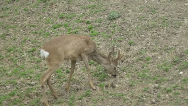 Bébé cerf pâturage — Video