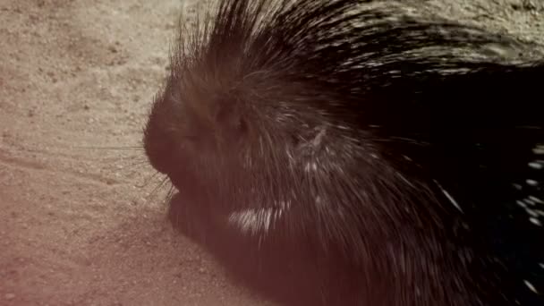 Stachelschwein im Sand — Stockvideo