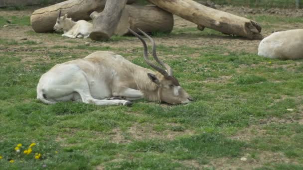 Kob Antelope leggen — Stockvideo