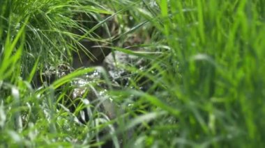 Küçük su akışı aracılığıyla çimen