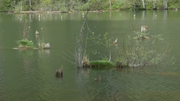 Végétation dans l'eau du lac — Video