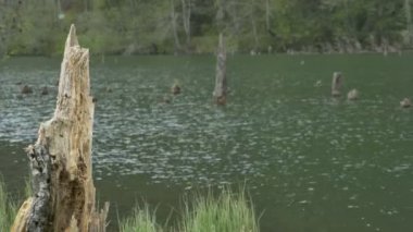 Ağaç gövdeleri ve Göl suyu