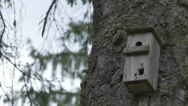 Caja de aves en tronco forestal — Vídeo de stock