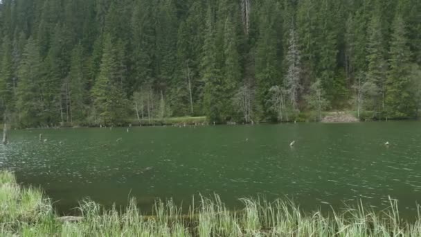 Lake in het Fir Forest — Stockvideo