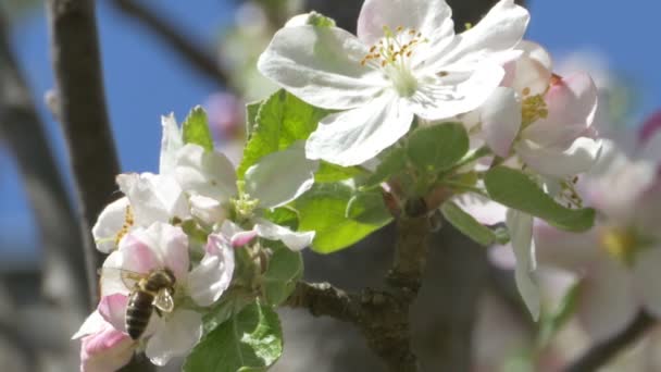 Bee on Apple Blossom — Stock Video