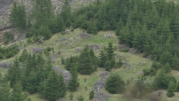 Deforestación en ladera de montaña — Vídeos de Stock