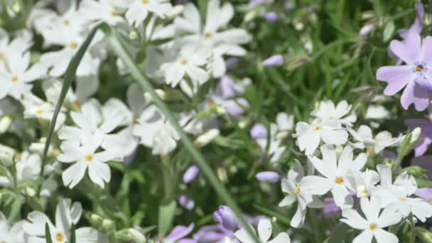 Spring Flower Bush — Stock Video