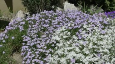 Küçük beyaz ve mavi çiçekler Bush