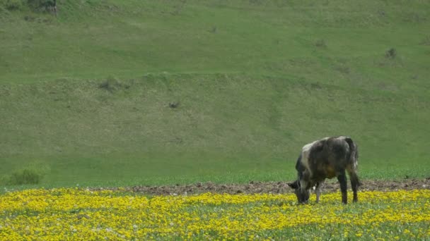 Vaca pastando libremente — Vídeo de stock