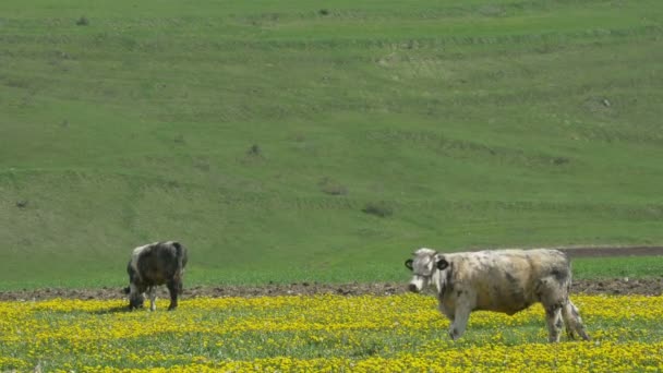 Vacas pastando en campos de primavera — Vídeos de Stock