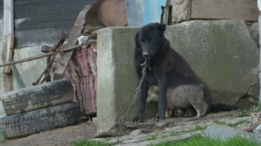 Zincirler içinde tutulan köpek