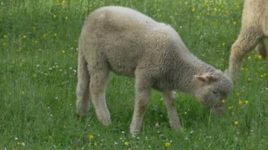 Kuzu otlatma taze ot