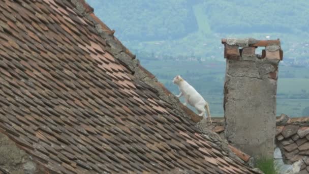 Кошка на старой плитки крыши — стоковое видео