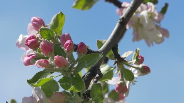 Oddział jabłko kwiaty — Wideo stockowe