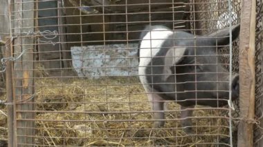 Bir kafes içinde bir domuz