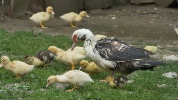 Pato com bebê mordiscando grama — Vídeo de Stock