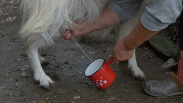 Een geit te melken — Stockvideo