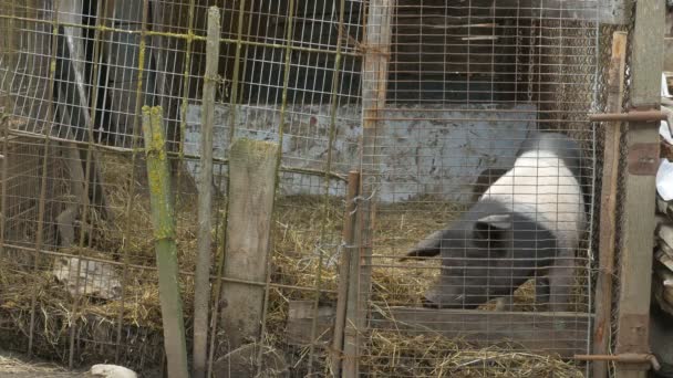 Cerdo en una Coop — Vídeo de stock