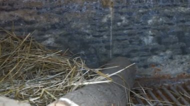 Çiftlik kuşlar yumurta yuvada