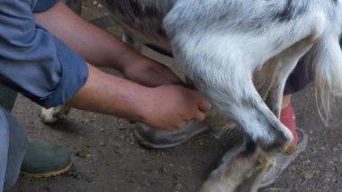 Keçi veteriner tedavi