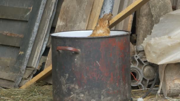 Hen in a Pot at Farm — Stock Video