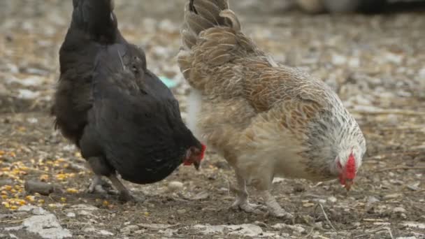 Hühner picken nach Getreide — Stockvideo