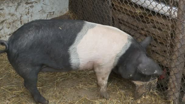 Питание свиней с экологической пищей — стоковое видео