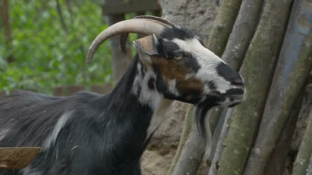 Portrait de chèvre domestique 