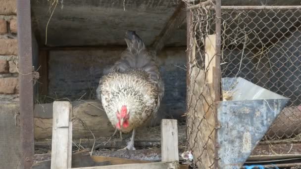 Henne verlässt das Nest — Stockvideo