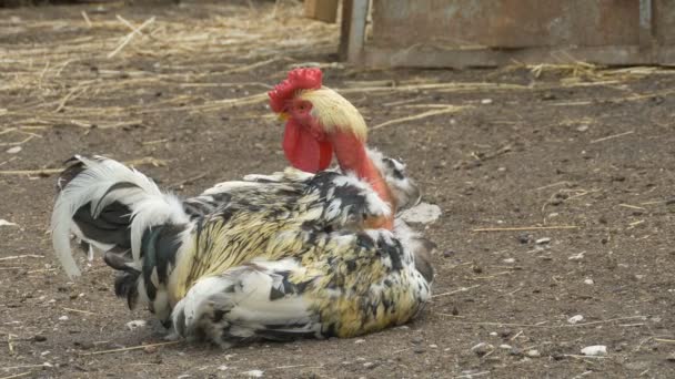 Polla con cuello calvo — Vídeos de Stock
