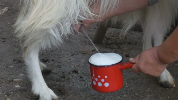 Färsk mjölk av hon get — Stockvideo