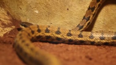 Güzellik Ratsnake tarama