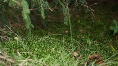 Cantharellus cibarius mantar