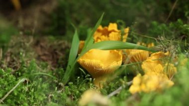 Cantharellus cibarius mantar