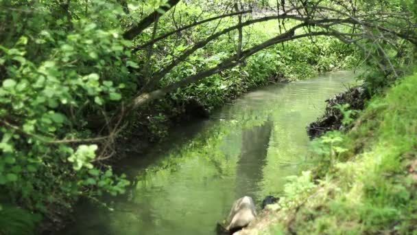 Välvda gren över liten flod — Stockvideo