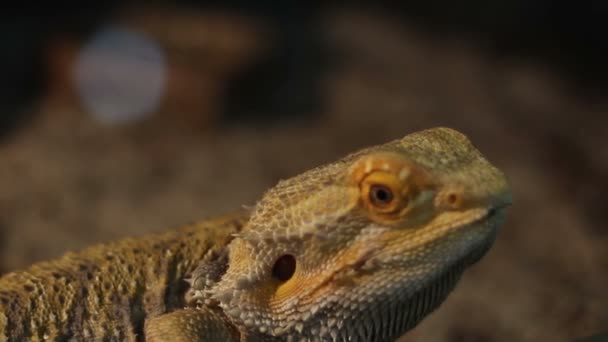 Bärtiges Drachenreptil — Stockvideo