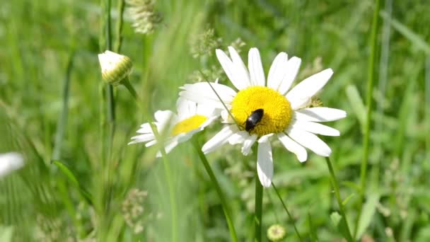 Escarabajo se sienta en Daisy — Vídeos de Stock