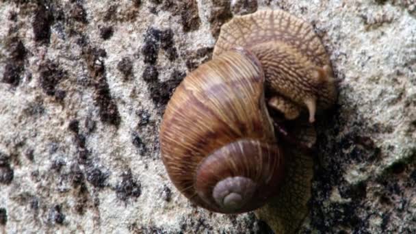 Große Schnecke auf Felsen — Stockvideo