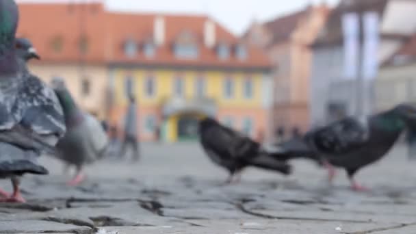 Pájaros comiendo migas de pan — Vídeos de Stock