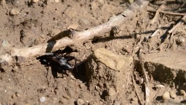 Black Insect Hides in Ground — Stock Video