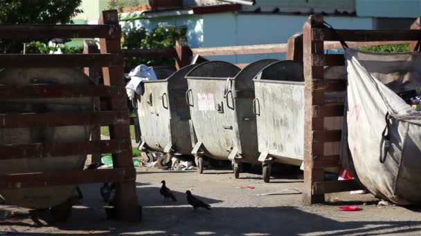 Vogels en vuilnis op afvalcontainers — Stockvideo