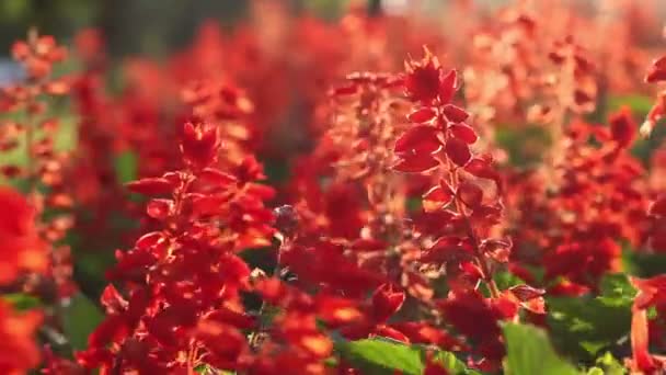 Flores mezcladas en la puesta del sol — Vídeos de Stock