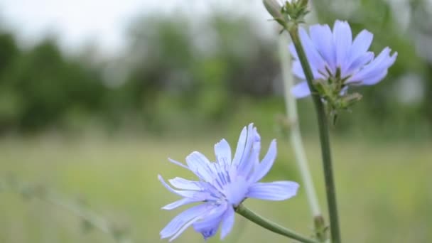 Цикорій синя квітка — стокове відео