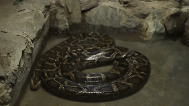 Serpent Boa Constrictor 